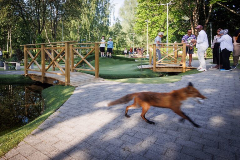 Räv på äventyrsgolfen